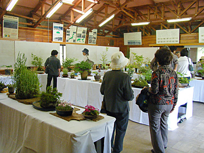 山野草展示会